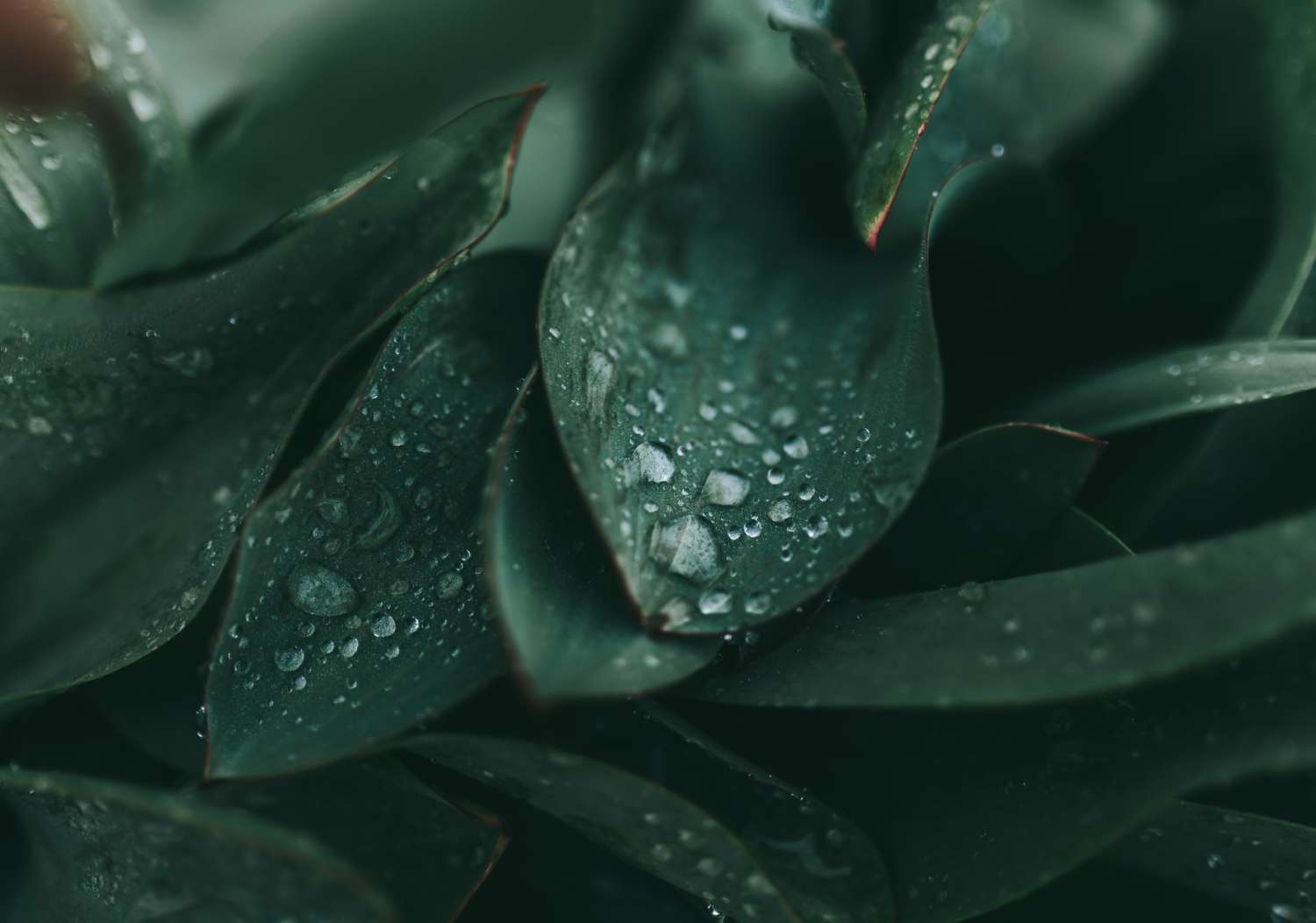 Close-up of dark green succulent leaves with water droplets scattered on their surface.